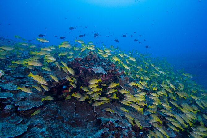 Certified Scuba Diving Along Two Shallow Reef Sites - Meeting at Maunalua Bay at 10:30 a.m.