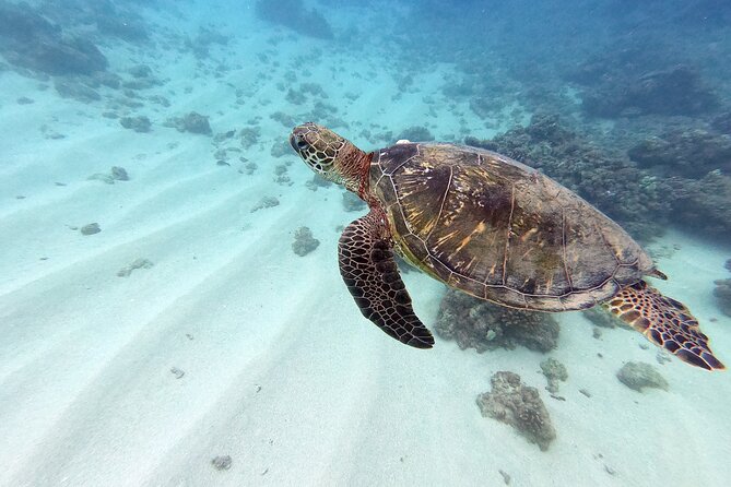 Certified Scuba Diving Experience in Honolulu - Why the 80 to 120-foot first stop matters