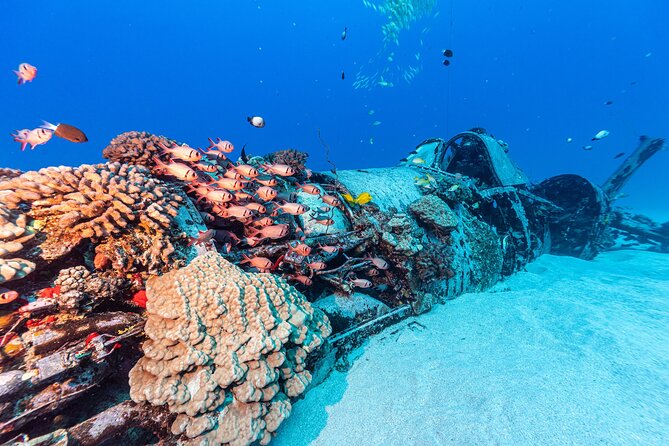 Certified Scuba Diving Experience in Honolulu - Who should book this Kailua charter?