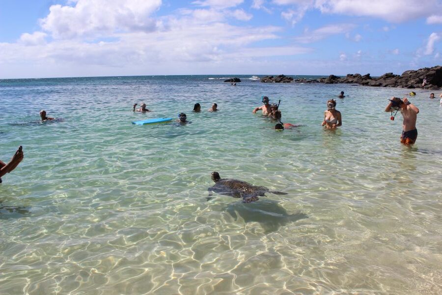 Circle Island: Swim with Turtles and Explore Paradise Oahu - Is $149 a fair price for this Oahu day tour?