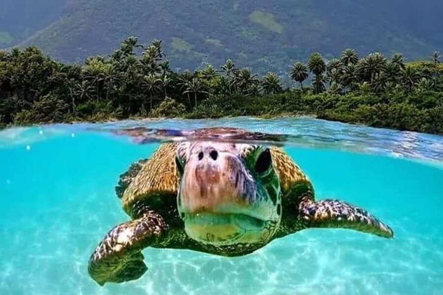 Circle Island: Swim with Turtles and Explore Paradise Oahu - Haleiwa, Waimea Bay, and the North Shore by road