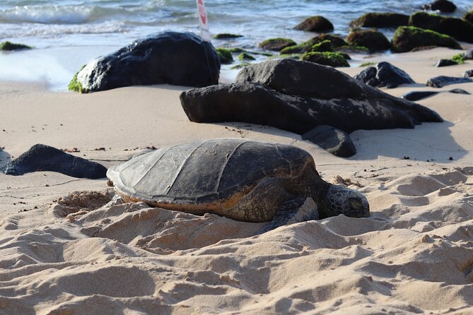 Circle Island Tour with Snorkeling & Turtles - Key points to know before you book