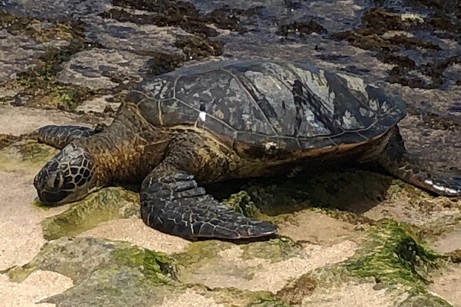 Circle Island tours - swim with turtles,Private & Small Group Tours - Local shops and a shrimp truck lunch