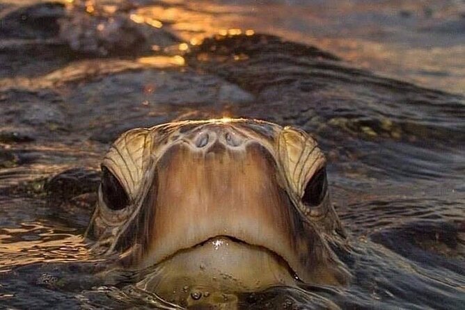 Circle Island tours - swim with turtles,Private & Small Group Tours - South and east Oahu by private vehicle