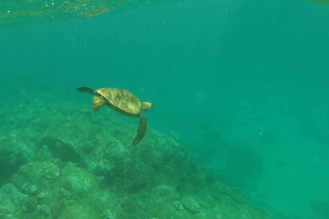 Clear Bottom Kayak - Guaranteed to see Turtles! - Starting at Sea & Board Sports Hawaii in Haleiwa