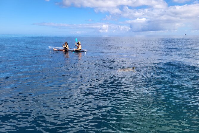 Clear Bottom Kayak - Guaranteed to see Turtles! - The guides are part of the value