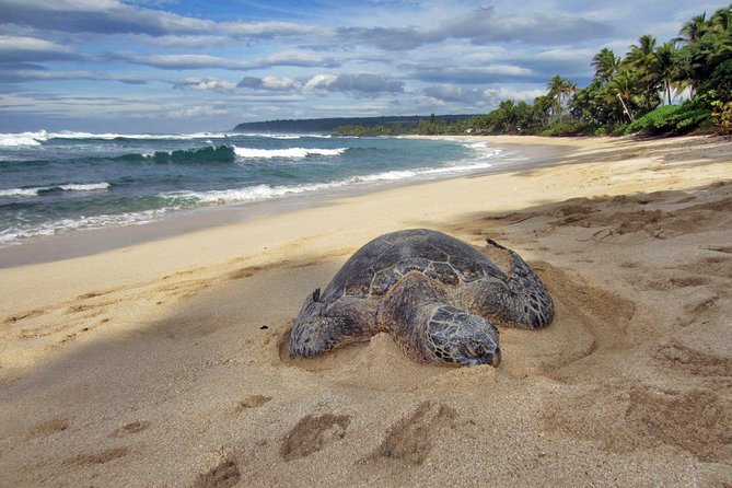 Custom Island Tour - for 4 to 5 people - up to 8 hours - Private tour of Oahu - One vehicle, one day, your Oahu