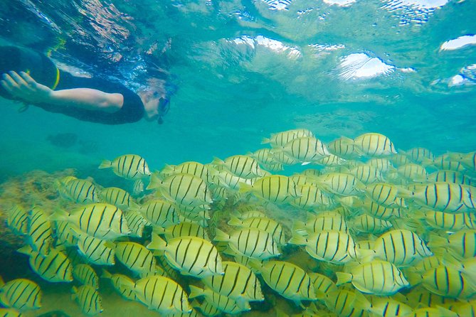 Customizable Island Tours Tours on Oahu - A private way to see more than Waikiki