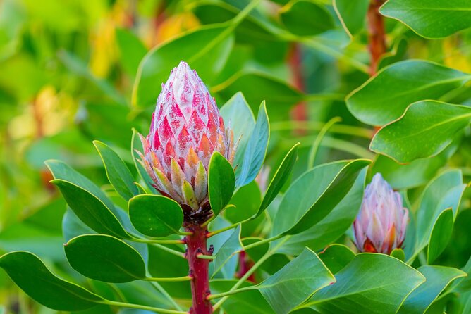 Day Trip Oahu to Maui: Sips, Sites and Bites - Haleakala Visitor Center and the Best Viewpoint
