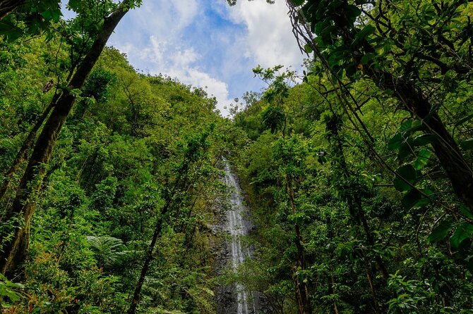 Diamond Head and Manoa Falls Hike and Adventure Tour - Walking the Manoa Falls Trail