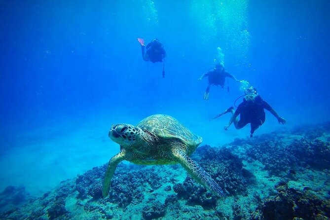 DISCOVER Scuba Diving Experience in Honolulu - Key points to know before booking