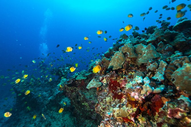 DISCOVER Scuba Diving Experience in Honolulu - Turtle Canyon and the first short session