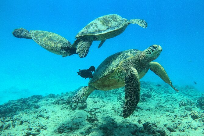 DISCOVER Scuba Diving Experience in Honolulu - Starting at Kewalo Basin Harbor