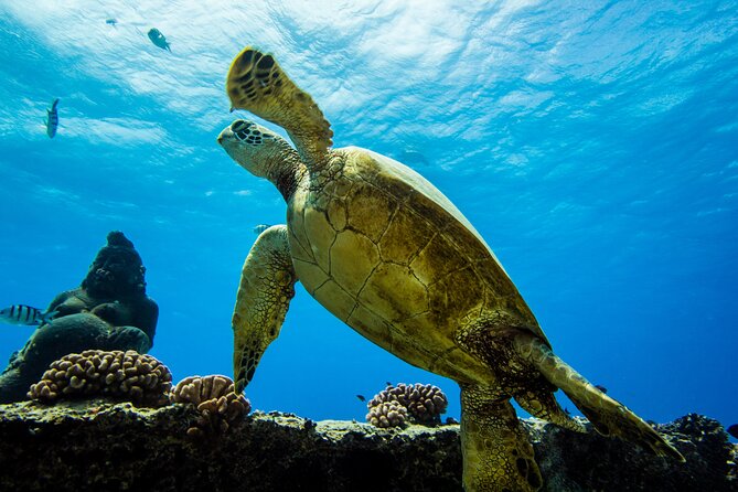 Discover Scuba Diving in Hawaii - Non certified divers! - A Gentle First Step Into Scuba