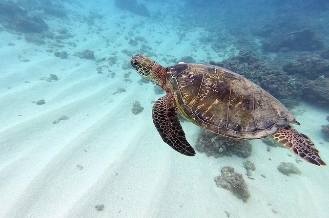 Discover Scuba Diving in Hawaii - Non certified divers! - What the Crew Adds to the Experience