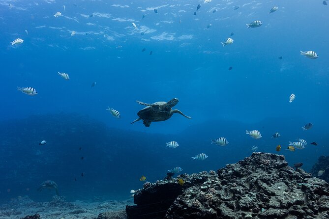 Discover Scuba Diving in Hawaii - Non certified divers! - Who Will Enjoy This Most?