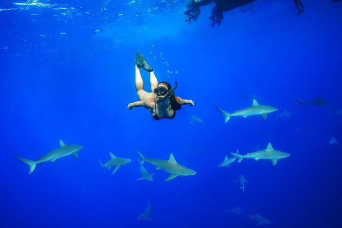 Dive with Sharks in Hawaii: Shark Tour from Haleiwa - Key points to know before you book