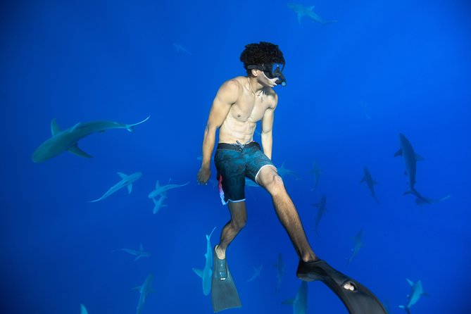 Dive with Sharks in Hawaii: Shark Tour from Haleiwa - What the shark briefing adds to the experience