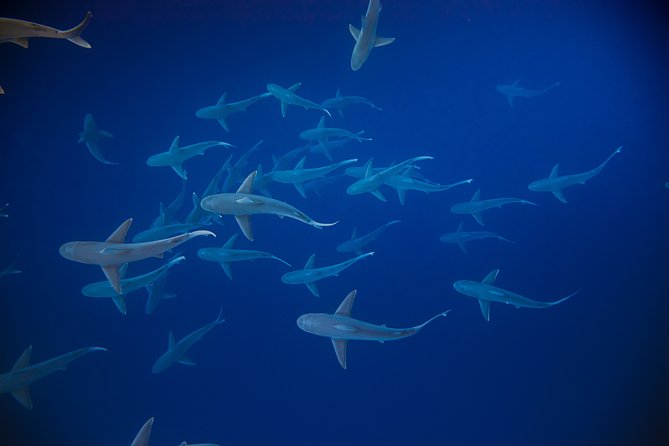 Dive with Sharks in Hawaii: Shark Tour from Haleiwa - Sharks, turtles, dolphins, and possible whales