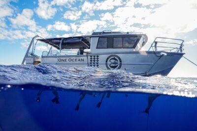 Dive with Sharks in Hawaii: Shark Tour from Haleiwa