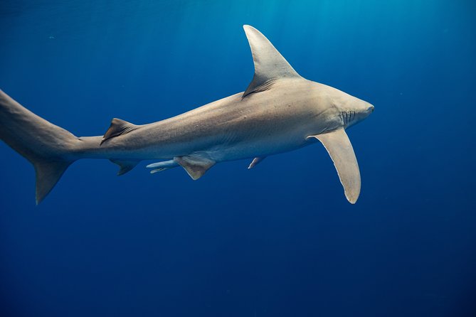 Dive with Sharks in Hawaii: Shark Tour from Haleiwa - Safety for nervous swimmers and families