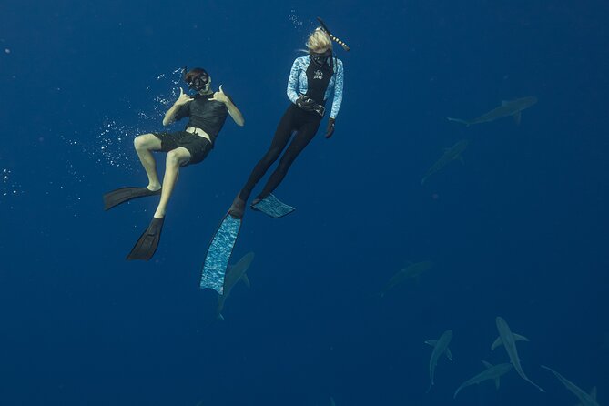 Dive with Sharks in Hawaii: Shark Tour from Haleiwa - Is $153.85 a fair price?