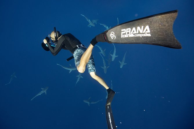 Dive with Sharks in Hawaii: Shark Tour from Haleiwa - Planning your Haleiwa morning