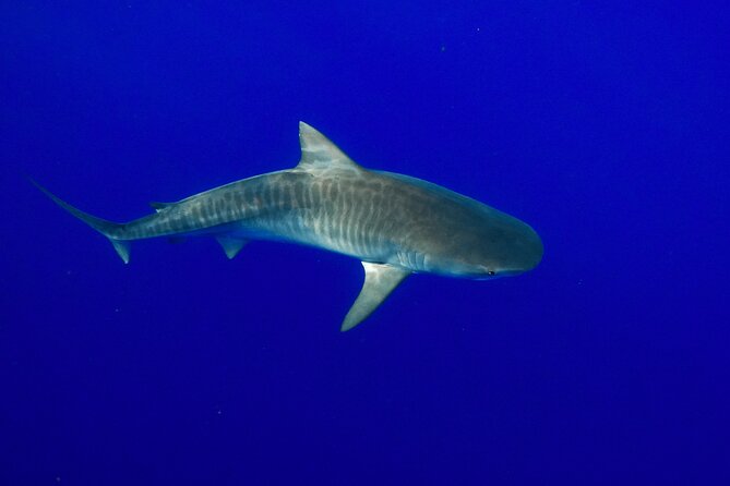 Dive with Sharks in Hawaii: Shark Tour from Haleiwa - Who should book this shark swim?