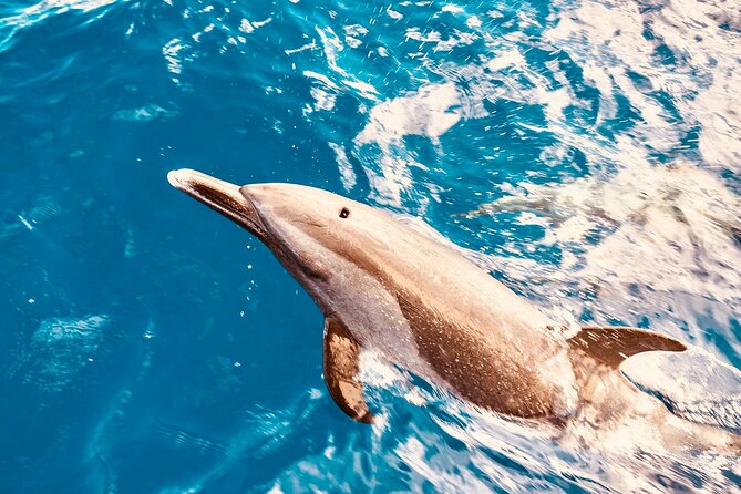 Dolphin Watching and Snorkeling on the West Coast of Oahu - Key points to know before you book