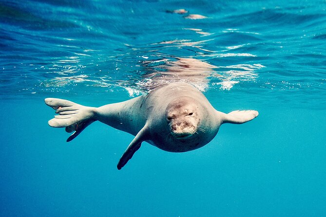 Dolphin Watching and Snorkeling on the West Coast of Oahu - Snorkeling near turtles, reef fish, and Turtle Rock