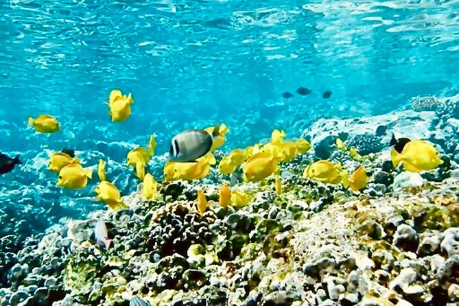 Dolphin Watching and Snorkeling on the West Coast of Oahu - Who will enjoy this boat trip most?
