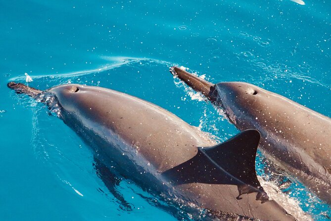 Dolphin Watching and Snorkeling on the West Coast of Oahu - A steady catamaran ride with room to look around