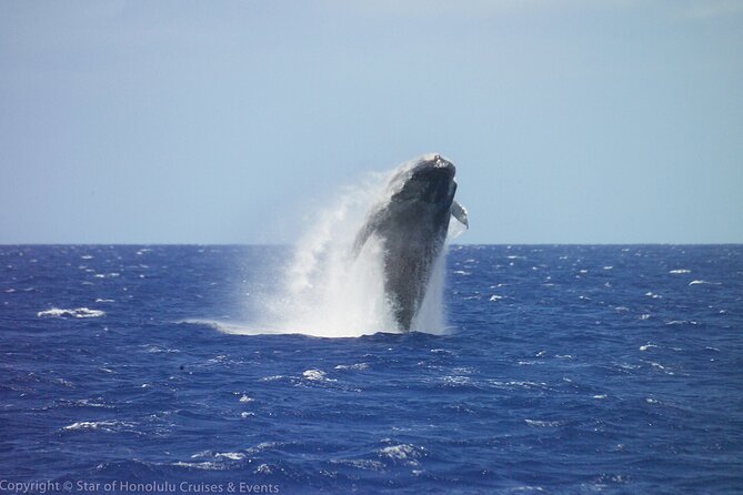 Early Bird Whale Watching Cruise from Waikiki - A Big Ship With a Clear Purpose