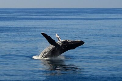 Early Bird Whale Watching Cruise from Waikiki