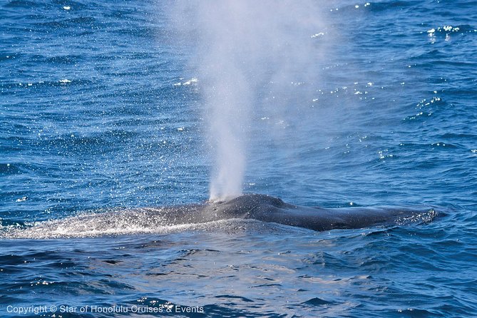 Early Bird Whale Watching Cruise from Waikiki - Comfort, Space, and Sea Conditions