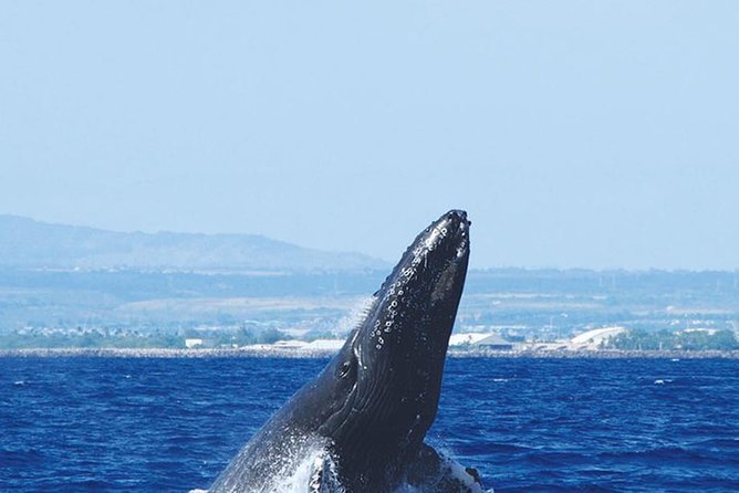 Early Bird Whale Watching Cruise from Waikiki - Who Will Enjoy This Cruise Most