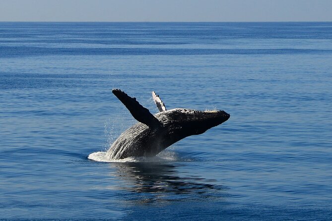 Early Bird Whale Watching Cruise from Waikiki - Breakfast Before the Whales Appear