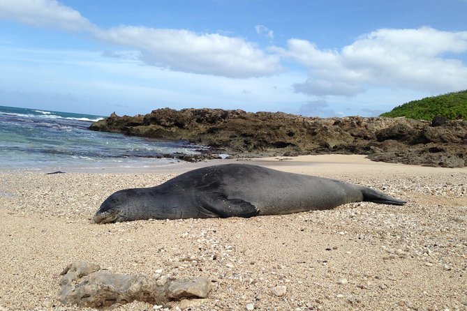 Eco-adventure friendly Aloha Island Tour - Coffee country on the North Shore