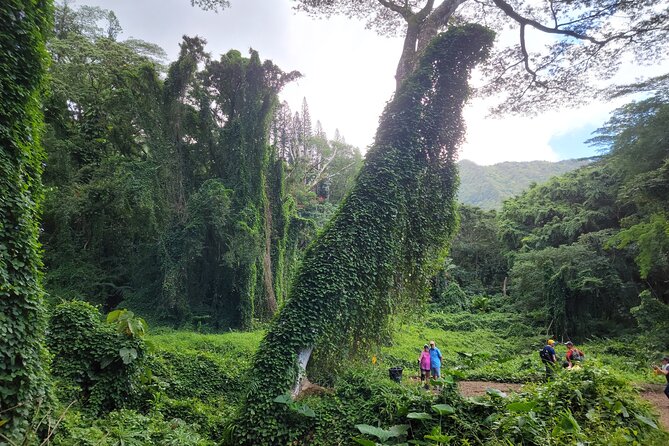 Electric Bike Ride & Manoa Falls Hike Tour - The Manoa Falls Trail, About 90 Minutes on Foot