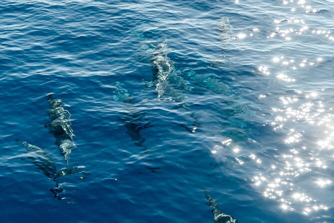 Exclusive Waikiki Yacht Snorkel with Lunch and Bevs - Who will enjoy this yacht outing most?