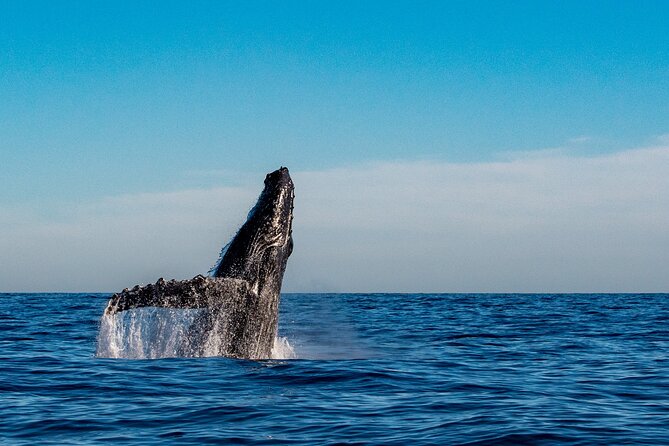 Explore Turtle Canyons Waikiki Snorkel and Sail Adventure - Crew members who shape the day