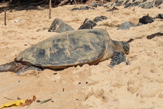 Famed North Shore Tour - Puaʻena Point for Harbor Views and Honu