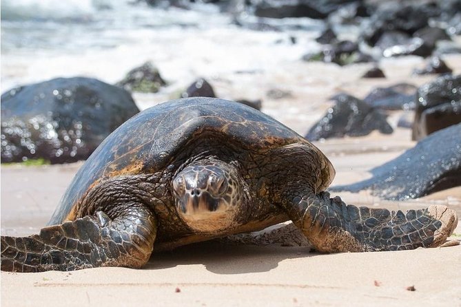 Family-Friendly Private Circle Island Tour of Oahu - Coastal views at Laielohelohe Beach Park