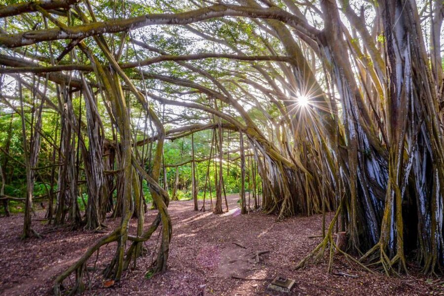 First Day Must 10-Hour Sunrise & Full Island Photo Tour - Why the Sunrise Start Matters on Oahu