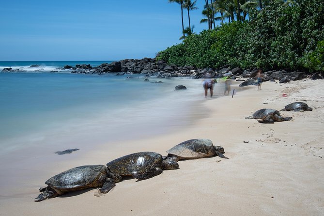 First Day Must: Oahu Sunrise & Circle Island Adventure - Kualoa Regional Park and Chinaman’s Hat