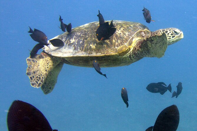 First Time Introductory Scuba Dive - Looking for turtles, octopuses, and electric eels