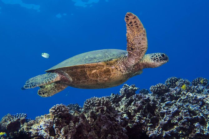 First Time Introductory Scuba Dive - Gear, snacks, and the four-hour schedule