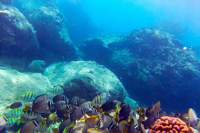 First-Time Scuba Diving in Honolulu + Free Videos - A calm first step into Honolulu’s underwater world