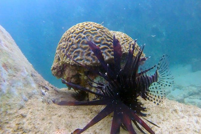 First-Time Scuba Diving in Honolulu + Free Videos - Practical details that can save you trouble