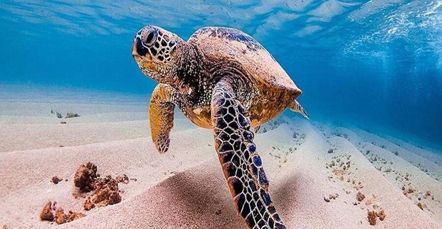 From Waikiki: Oahu Grand Circle Island Experience - The main water stop at Puaʻena Point